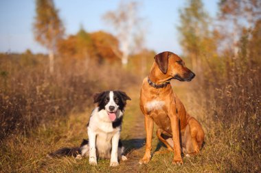 Rodezyalı Ridgeback ve Sınır Collie sonbahar tarlasında oturuyorlar..
