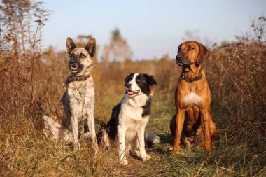 Rodezya sırtlı üç köpek, Border Collie ve Hollandse çobanı sonbahar tarlasında oturuyorlar..