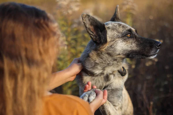 女孩在秋天的黄土地上抚摸着一只狗 图库照片