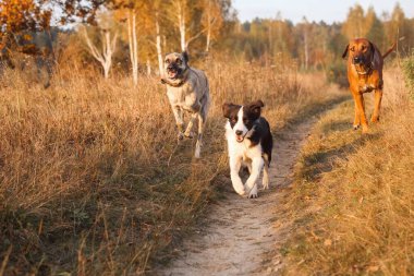 Rhodesian Ridgeback, Border Collie ve Hollandse çobanı Sonbahar kuru tarlasında gün batımında dörtnala koşuyorlar..