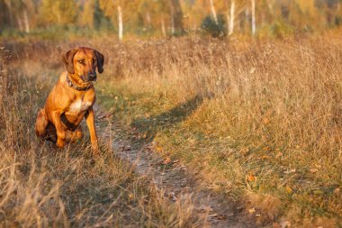 Rodezya sırtı günbatımında bir sonbahar tarlasında koşar..