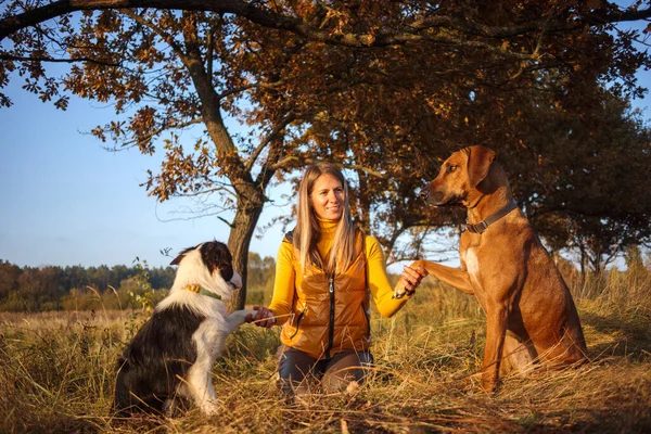 Bir kız, iki köpek, Border Collie ve Rhodesian Ridgeback sonbahar çimlerinde oturuyorlar. Sarı doğa arkaplanı.