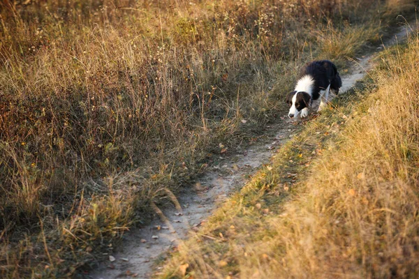 Collie Sınırı Sonbahar Kuru Tarlasına Çıkıyor — Stok fotoğraf