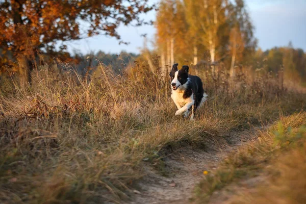 Confine Collie Sul Campo Asciutto Autunno — Foto Stock