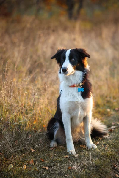 Portretul Unui Collie Frontieră Fundalul Unui Câmp Galben Toamnă — Fotografie, imagine de stoc