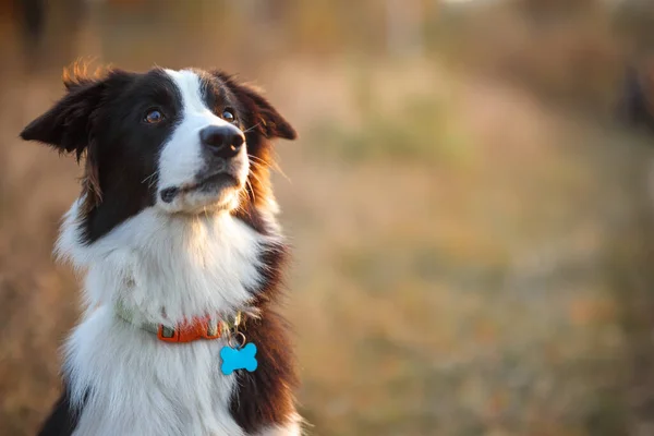 Retrato Collie Fronteira Contra Fundo Campo Amarelo Outono — Fotografia de Stock