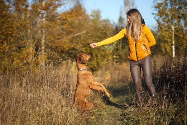 Rhodesian Ridgeback Wykonuje Polecenie Przed Autokarem Żółtym Jesiennym Polu — Zdjęcie stockowe