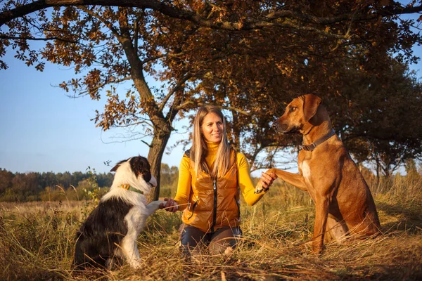 少女は 2匹の犬 ボーダーコリーとローデシアリッジバック秋の草の上に座っている 黄色の自然背景 ストック画像