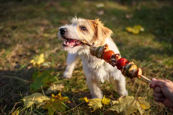 Chica Ofrece Jack Russell Terrier Cachorro Palo Barbacoa —  Fotos de Stock