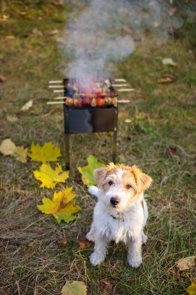 Jack Russell Terrier mangalın yanında oturuyor..