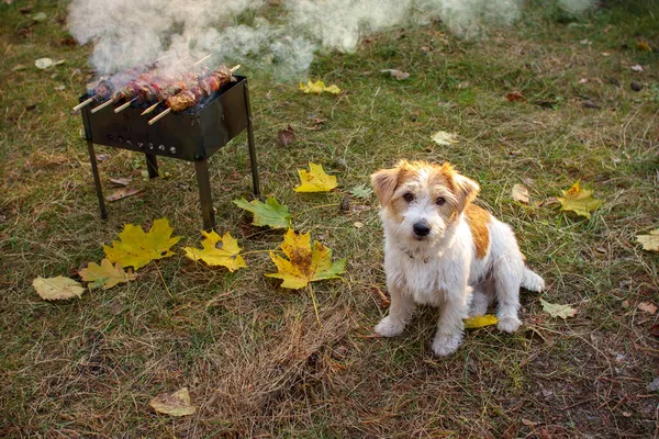 バーベキューの隣に座っているジャック ラッセル テリアの子犬 ロイヤリティフリーのストック写真