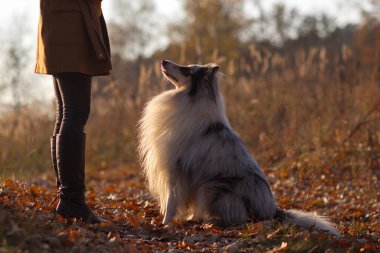 Mavi merle Rough Collie, sarı bir sonbahar parkında bir kızın ayaklarının önünde oturuyor..