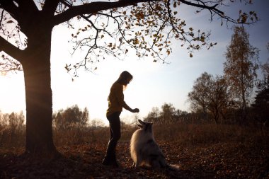 Mavi Merle Rough Collie, gün batımında sarı bir sonbahar parkında bir kızın önünde oturuyor..