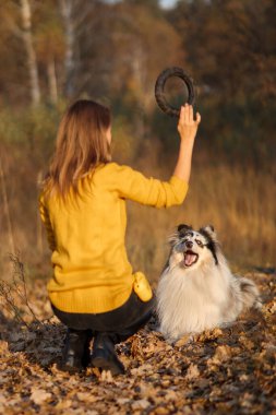 Kız sarı sonbahar parkındaki Rough Collie 'ye siyah çekiciyi fırlattı..