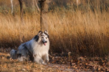 Mermer kabuklu çoban köpeği parktaki sarı sonbahar çimlerinde koşar..