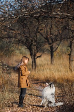 Mavi Merle Rough Collie, gün batımında sarı bir sonbahar parkında bir kızın önünde oturuyor..