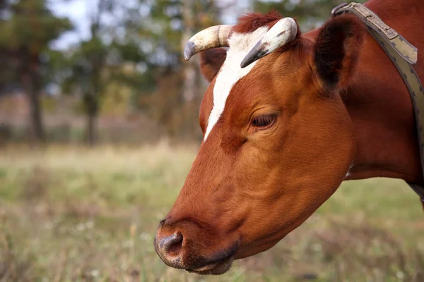Głowa Czerwonej Krowy Widok Bliska Tle Zieleni — Zdjęcie stockowe