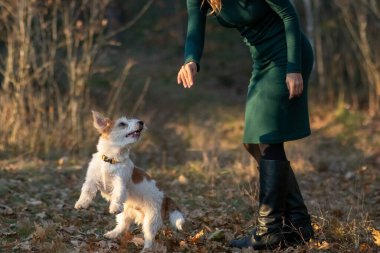 Tel saçlı Jack Russell Terrier köpeği bir sonbahar parkında bir kızın ayaklarının önünde duruyor..