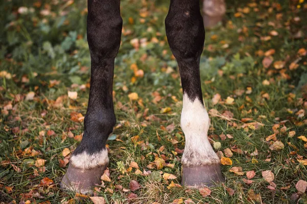 Dva Černé Koně Kopyta Pozadí Podzimní Trávy — Stock fotografie