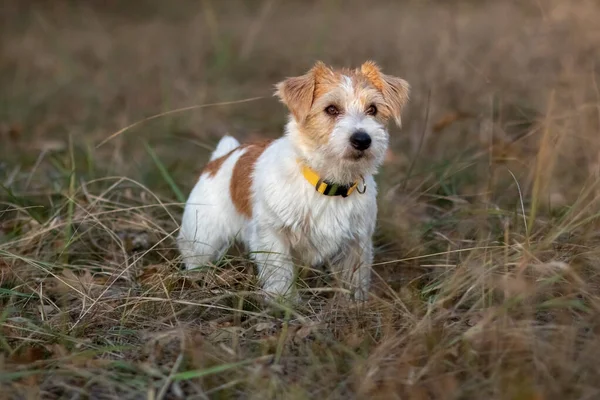黄昏时分 毛茸茸的杰克罗素泰里尔小狗在草地上奔跑 — 图库照片