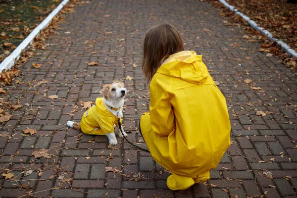 Jack Russell Terrier Szczeniak Żółtym Płaszczu Przeciwdeszczowym Dziewczyna Spacerują Parku — Zdjęcie stockowe