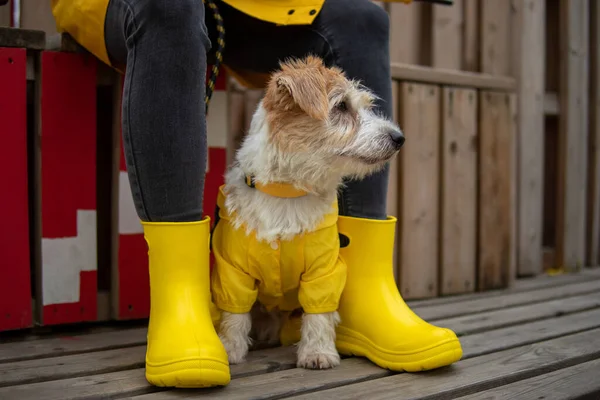 Jack Russell Terrier Cachorro Impermeable Amarillo Sienta Los Pies Chica —  Fotos de Stock
