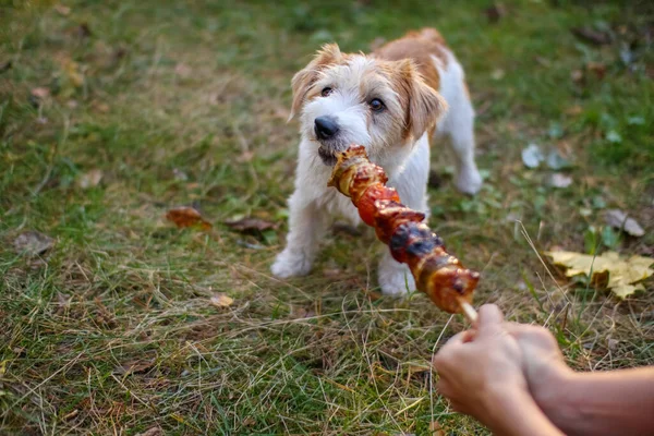 Trådhårig Jack Russell Terrier Valp Drar Grill Pinne Stockbild