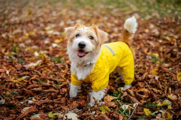 Jack Russell Terrier Valp Gul Regnrock Står Hösten Lövverk Parken — Stockfoto