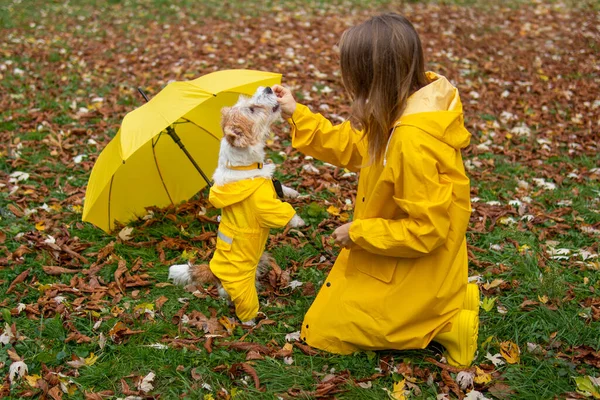 비옷을 공원에서 여자와 러프셀 테리어 강아지 — 스톡 사진