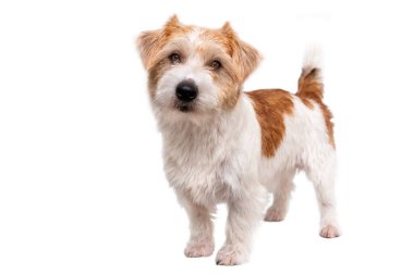 Veteriner kliniğinde tımar işlemi. Beyaz arka planda izole edilmeden önce Jack Russell Terrier köpeği..