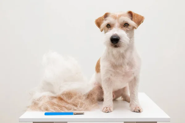 Procedimiento Aseo Una Clínica Veterinaria Final Cachorro Grande Jack Russell —  Fotos de Stock