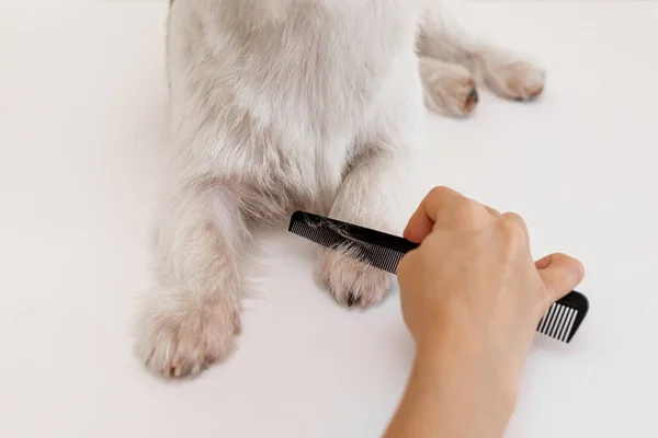 兽医诊所的整容程序在白色背景下修剪前先把狗的爪子弄乱 免版税图库图片