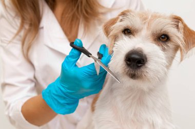 Veteriner kliniğinde tımar işlemi. Beyaz cüppeli ve mavi eldivenli bir kız, Jack Russell Terrier 'ın suratının kürkünü düzeltip buduyor..