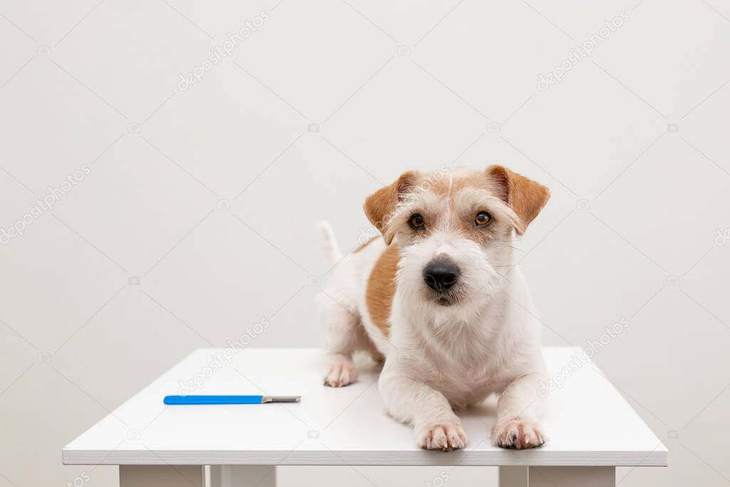 Grooming procedure in a veterinary clinic. Final. A large Jack Russell Terrier puppy lies on a table on a white background.
