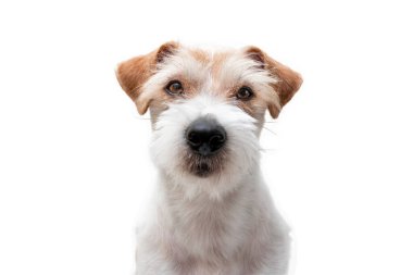 Veteriner kliniğinde tımar işlemi. Jack Russell Terrier 'in beyaz arka planda izole edilmiş kafa portresi..
