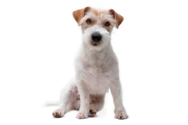 Oturan Jack Russell 'ın Portresi Beyaz Arkaplanda İzole Edildi .