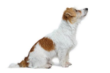 Beyaz arka planda izole edilmiş Oturan Jack Russell Terrier portresi. Yan görünüm.