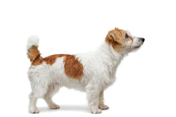 Retrato Pie Jack Russell Terrier Aislado Sobre Fondo Blanco —  Fotos de Stock