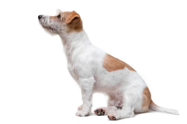 Retrato Jack Russell Terrier Sentado Aislado Sobre Fondo Blanco Vista —  Fotos de Stock