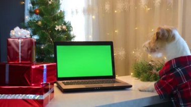 Kırmızı tişörtlü bir köpek, arka planda yeşil ekranlı bir dizüstü bilgisayara bakar.