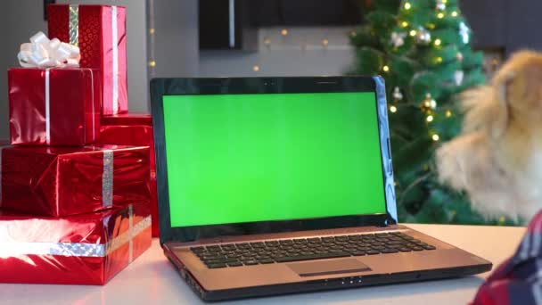 一只穿着红色衬衫的狗在圣诞节厨房的背景上看了看带有绿色屏幕的笔记本电脑 — 图库视频影像