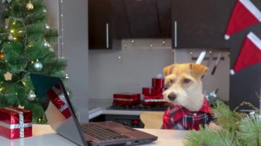 Kırmızı tişörtlü bir köpek Noel mutfağında bir dizüstü bilgisayara bakar.