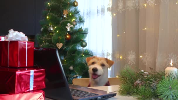 Собака Червоній Сорочці Дивиться Ноутбук Різдвяній Кухні — стокове відео