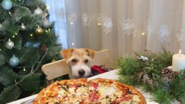 Kırmızı gömlekli bir köpek festival masasında pizzaya bakar. Noel 'den önce mutfakta akşam