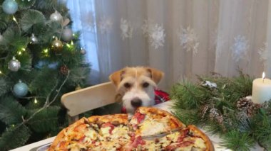 Kırmızı gömlekli bir köpek masadan pizza yer. Noel 'den önce mutfakta akşam