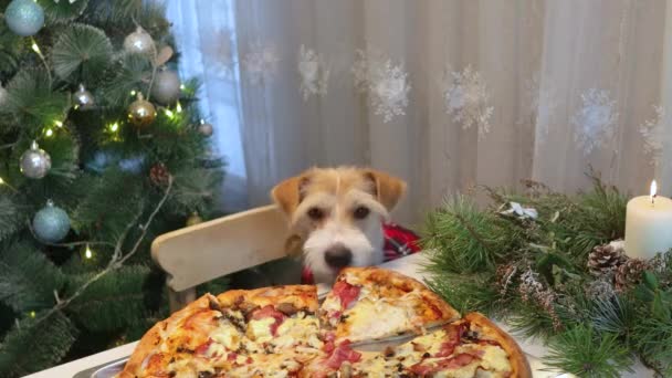 Ένας Σκύλος Κόκκινο Πουκάμισο Τρώει Πίτσα Από Τραπέζι Βράδυ Στην — Αρχείο Βίντεο