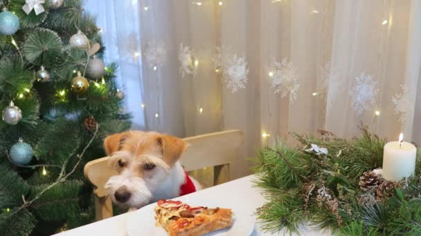 一只穿着红衫的狗偷走了桌上的披萨 圣诞节前晚上在厨房里 — 图库视频影像