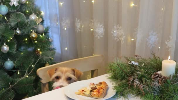 Ein Hund Roten Hemd Stiehlt Pizza Vom Tisch Abend Der — Stockvideo