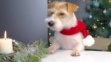 Kırmızı yeni yıl eşarplı bir köpek, Noel ağacının arka planında yanan bir mumla pastaya bakar..