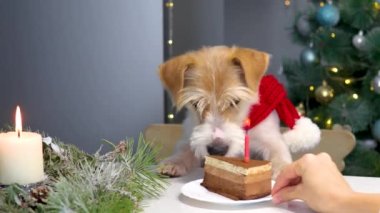 Kırmızı yeni yıl eşarplı bir köpek, Noel ağacının arka planında yanan bir mumla pastaya bakar..